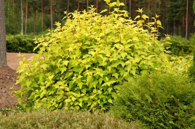 Physocarpus "Dart&