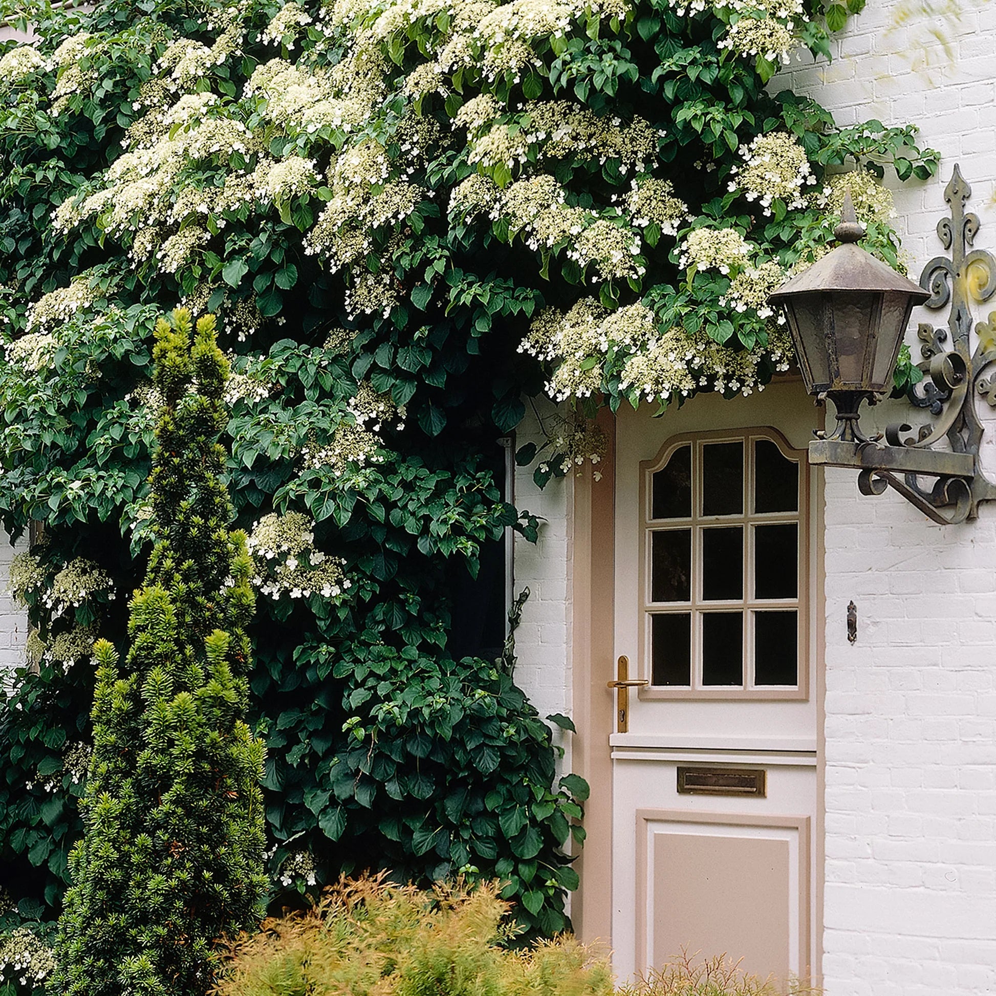 Hortensia cățărătoare 1.00 - 1.30 m / Hydrangea petiolaris / by gradina-noastra