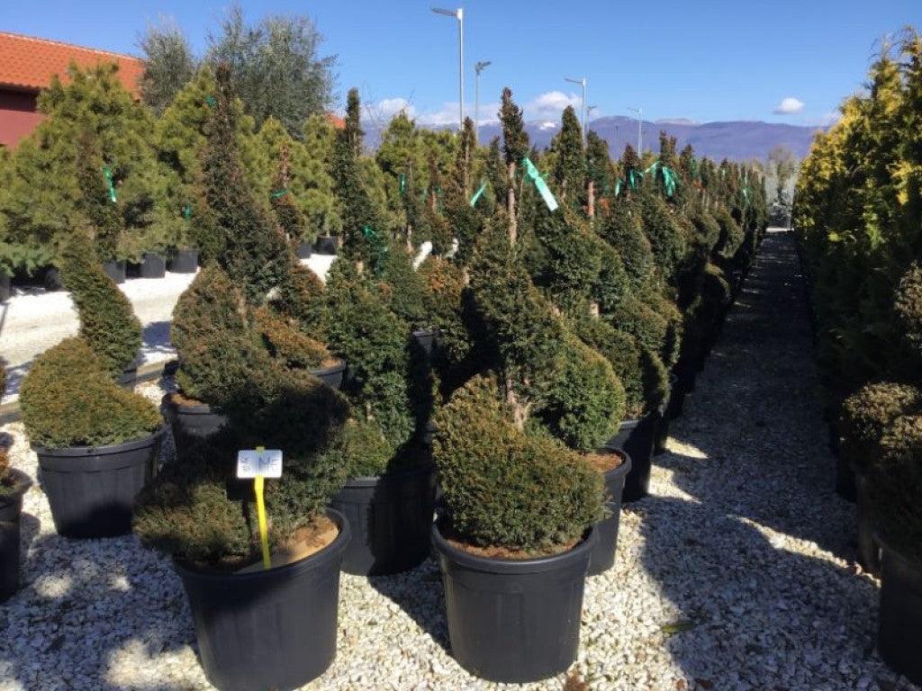 Tisa spirala 1.40 - 1.60 m / Taxus baccata / gradina-noastra