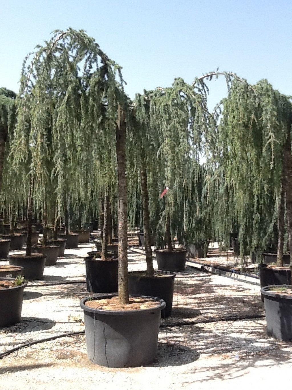 Cedru argintiu curgator 2.50 - 3.00 m / Cedrus atlantica "Glauca Pendula" / gradina-noastra