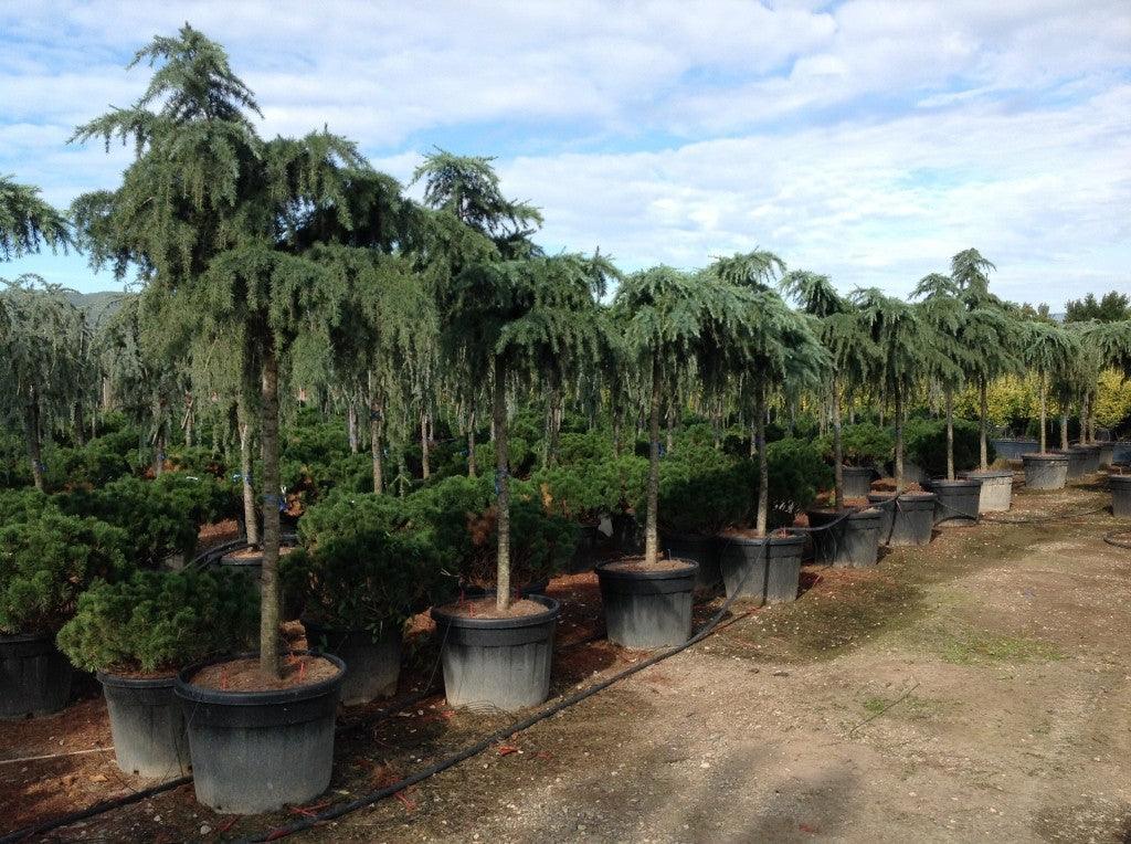 Cedru de Himalaya "Feelin Blue" 2.50 - 3.00 m / Cedrus deodora "Feelin Blue"/ gradina-noastra