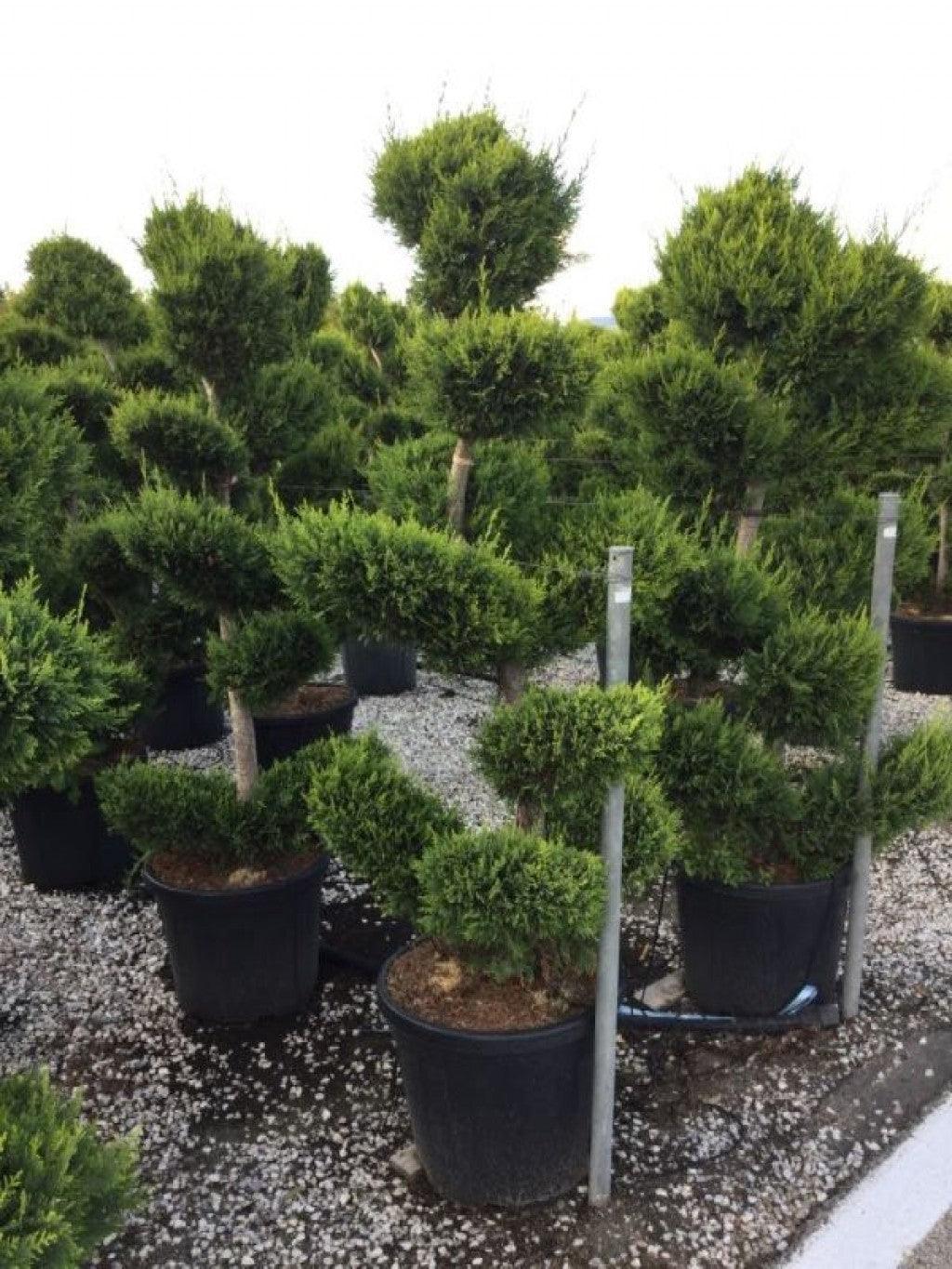 Chiparos leylandii "Castlewellan Gold " Bonsai 1.70 - 1.80 m / Cupressocyparis leylandii "Castlewellan Gold "/ gradina-noastra