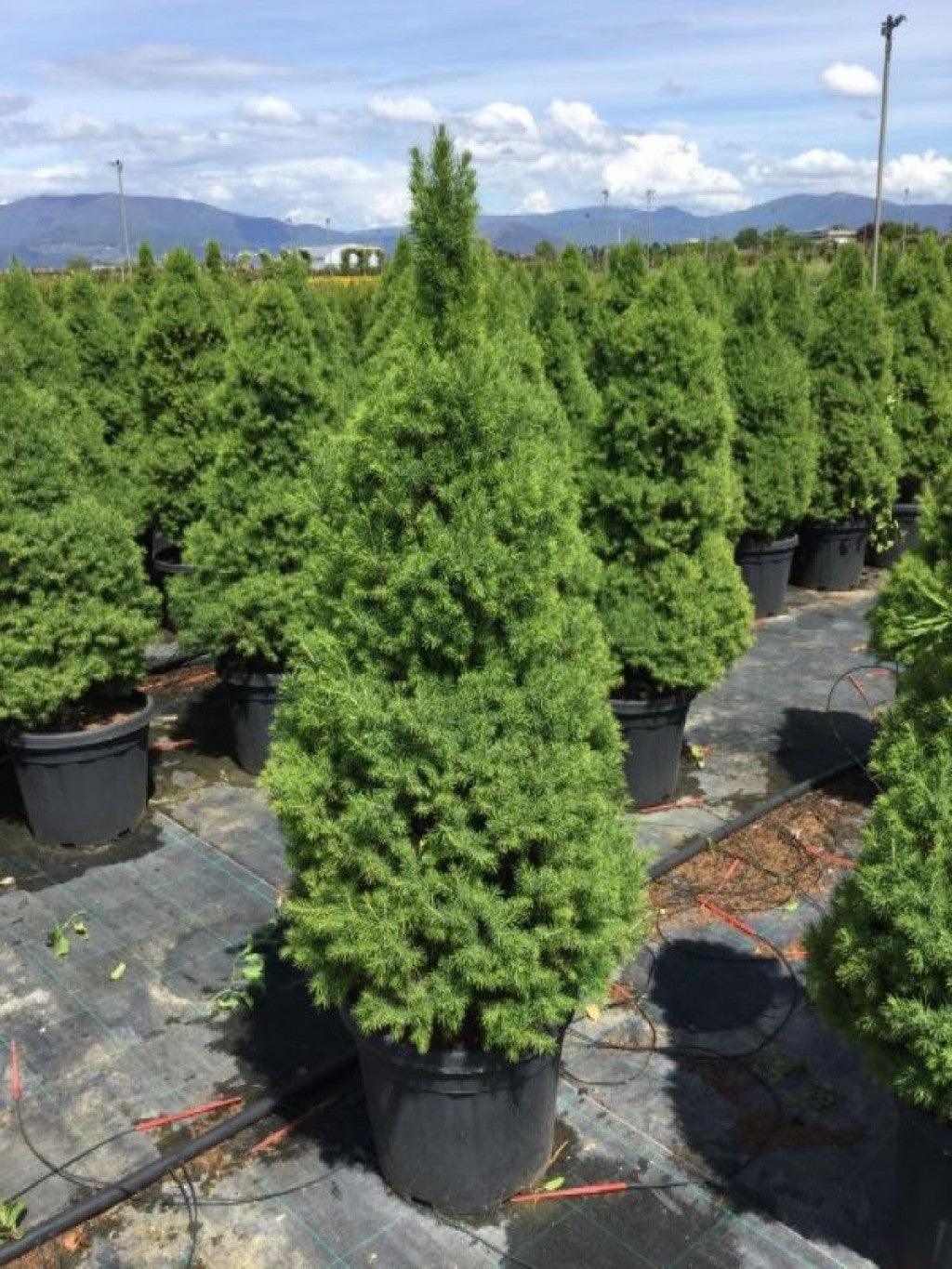 Molid conic pitic 1.50 m / Picea glauca "Conica" / gradina-noastra