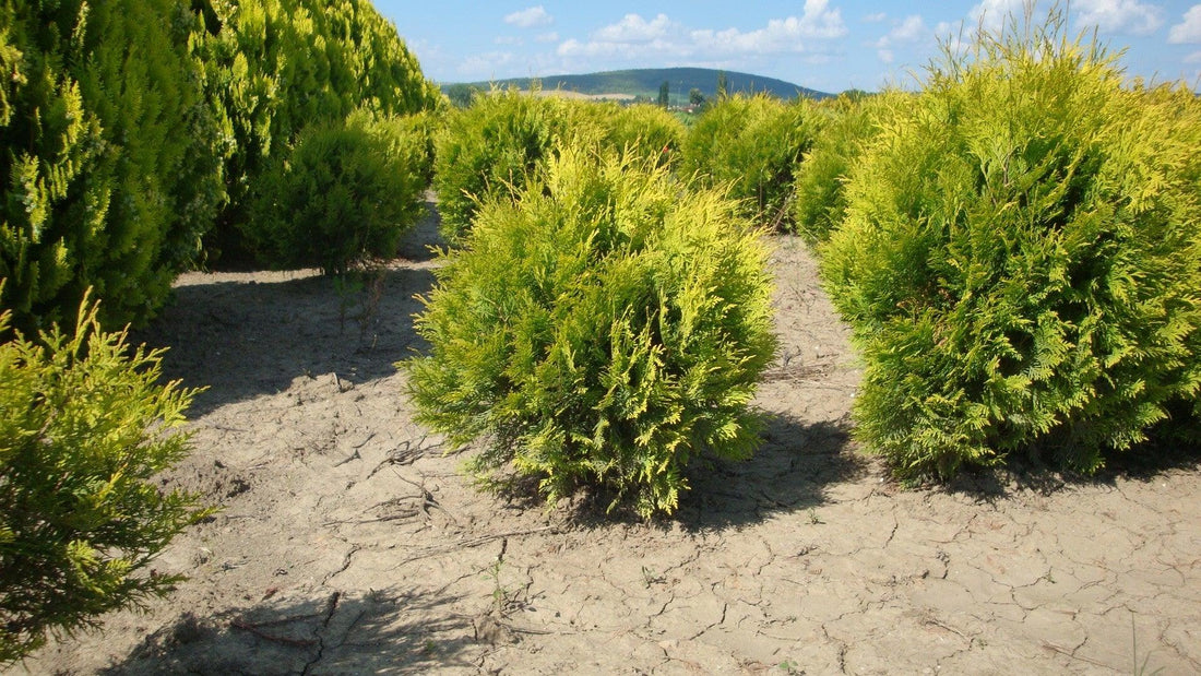 Tuia "Golden Globe" 0.40 - 0.50 m / Thuja occidentalis "Golden Globe" / gradina-noastra