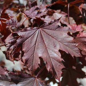 Artar rosu "Crimson Sentry" 1.75 - 2.50 m / Acer platanoides "Crimson Sentry"/ gradina-noastra