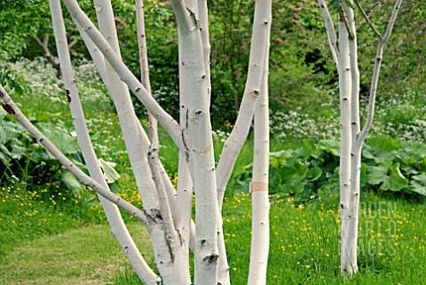 Mesteacan multitulpinal "Doorenbos" 3.00 - 3.50 m / Betula utilis "Doorenbos"/ gradina-noastra