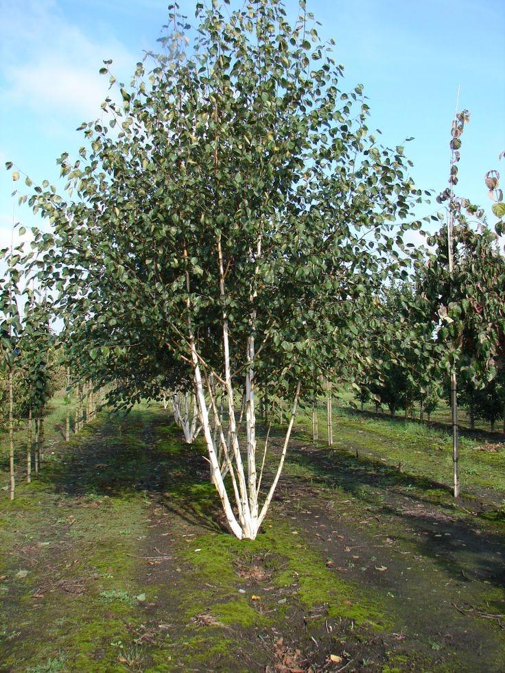 Mesteacan multitulpinal "Doorenbos" 3.00 - 3.50 m / Betula utilis "Doorenbos"/ gradina-noastra