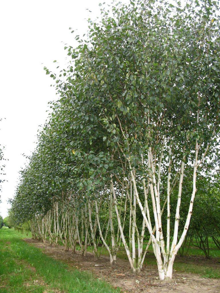 Mesteacan multitulpinal "Doorenbos" 3.00 - 3.50 m / Betula utilis "Doorenbos"/ gradina-noastra