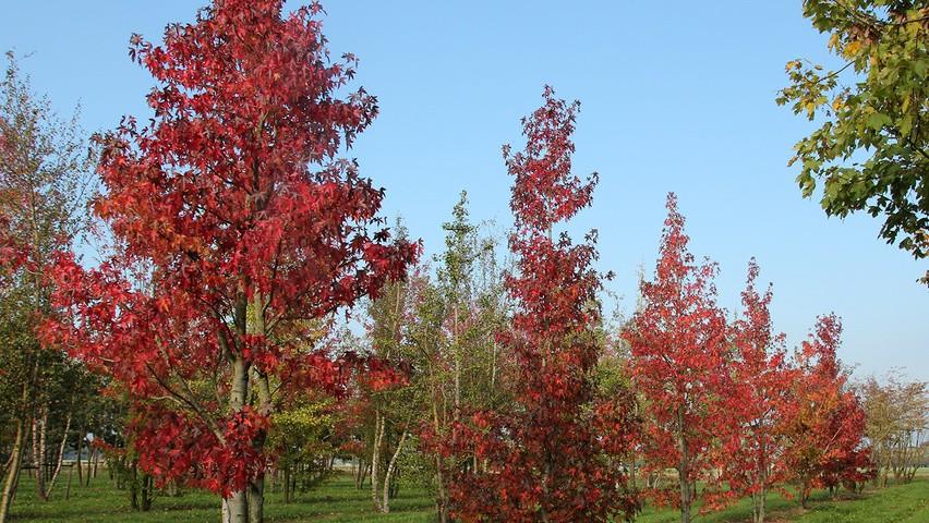 Arborele de guma multitulpinal 3.00 - 4.00 m / Liquidambar styraciflua / gradina-noastra