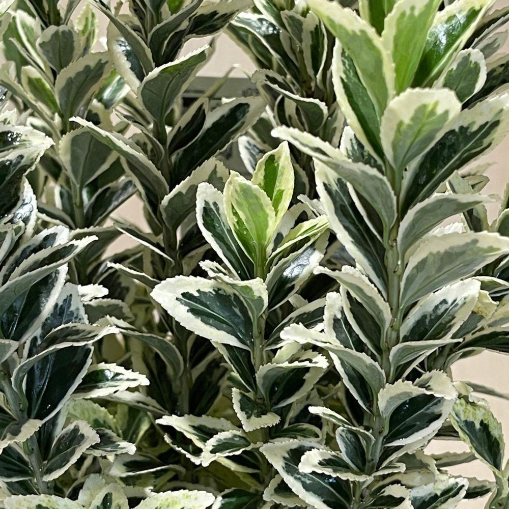 Euonymus jap. "Bravo" 0.80 - 1.00 m / Euonymus jap."Bravo"/ gradina-noastra