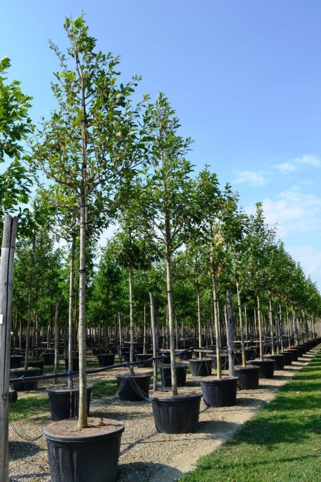 Stejar rosu 3.00 - 4.00 m / Quercus rubra / gradina-noastra