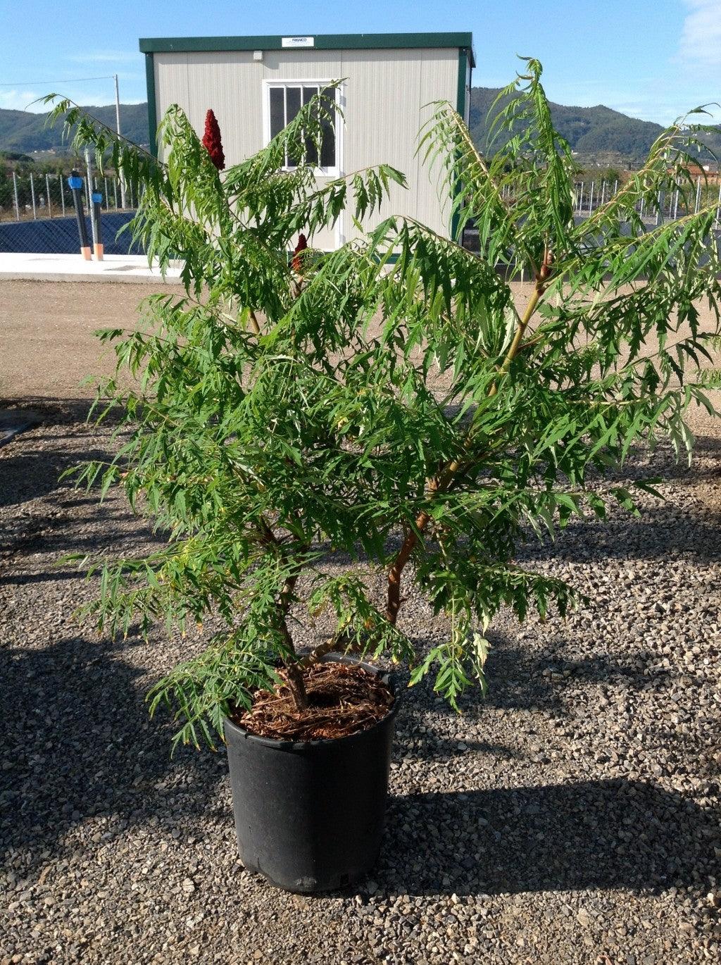 Otetar rosu "Dissecta" 1.00 - 1.50 m / Rhus typhina "Dissecta" / gradina-noastra