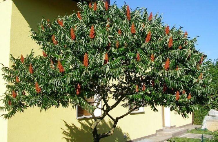 Otetar rosu "Dissecta" 1.00 - 1.50 m / Rhus typhina "Dissecta" / gradina-noastra