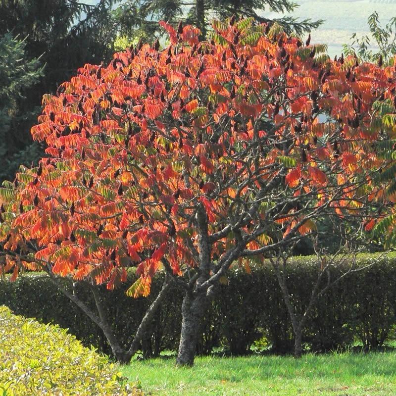 Otetar rosu "Dissecta" 1.00 - 1.50 m / Rhus typhina "Dissecta" / gradina-noastra