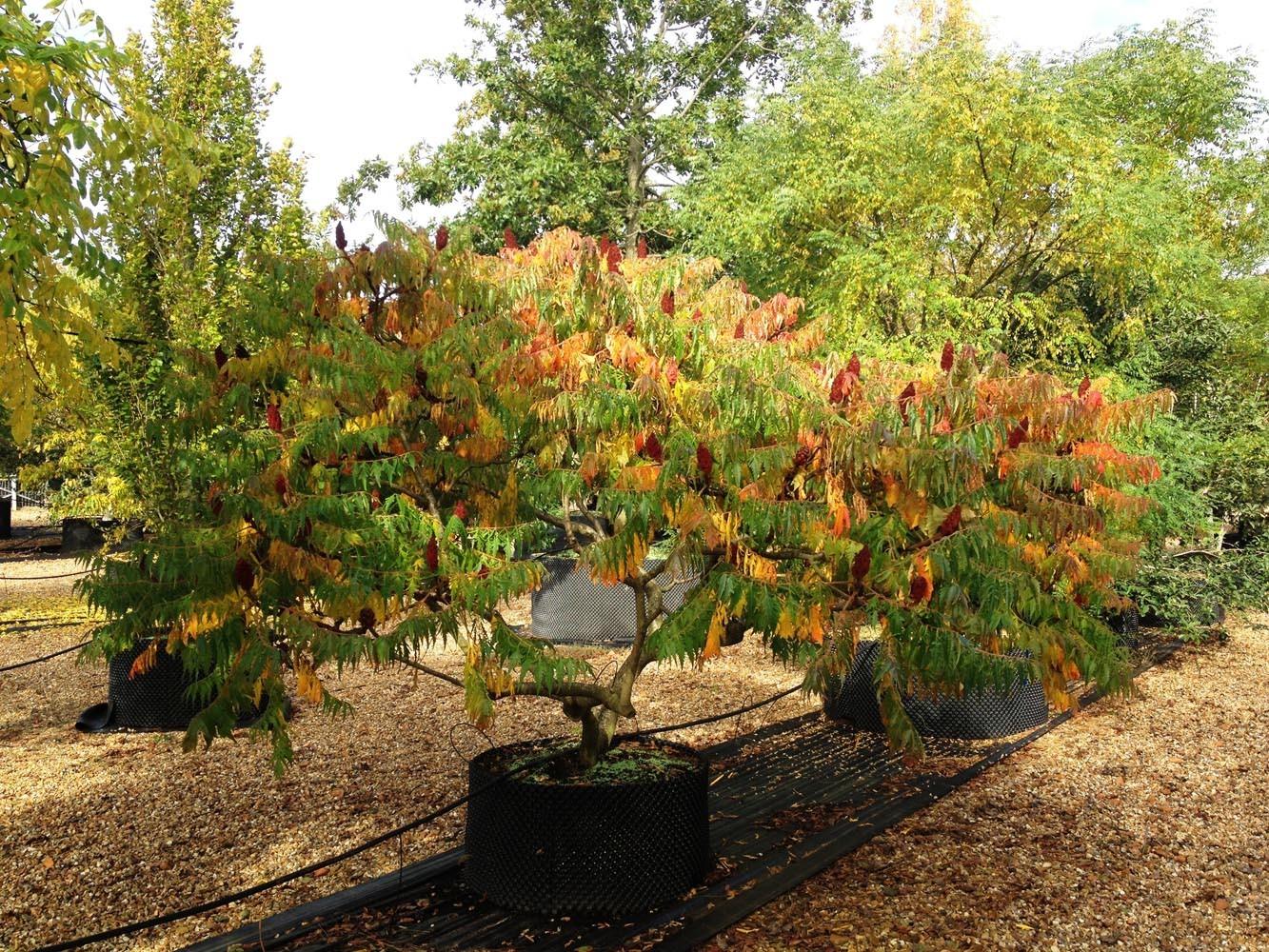 Otetar rosu "Dissecta" 1.00 - 1.50 m / Rhus typhina "Dissecta" / gradina-noastra