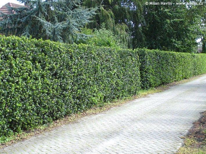 Ilex "Heckenstar" 1.00 -1.40 m / Ilex meserveae "Heckenstar"/ gradina-noastra