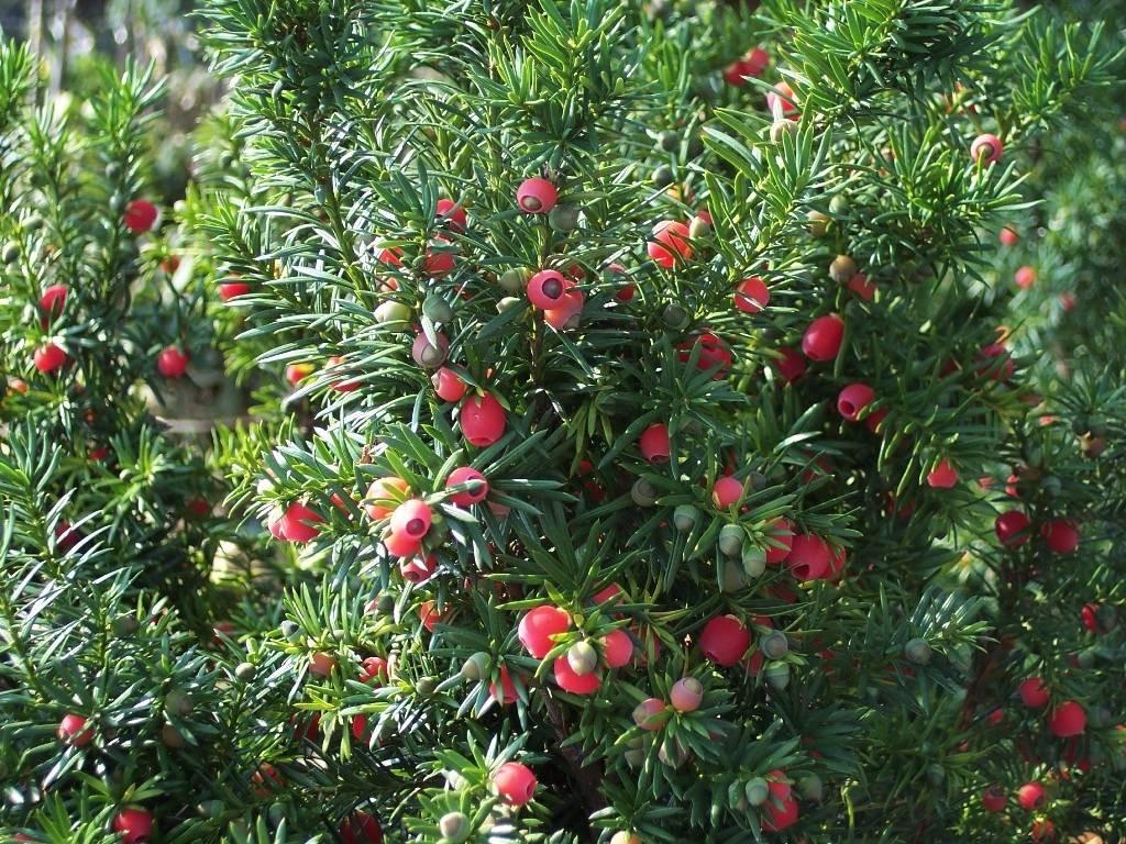 Tisa 1.30 - 1.40 m / Taxus baccata / gradina-noastra