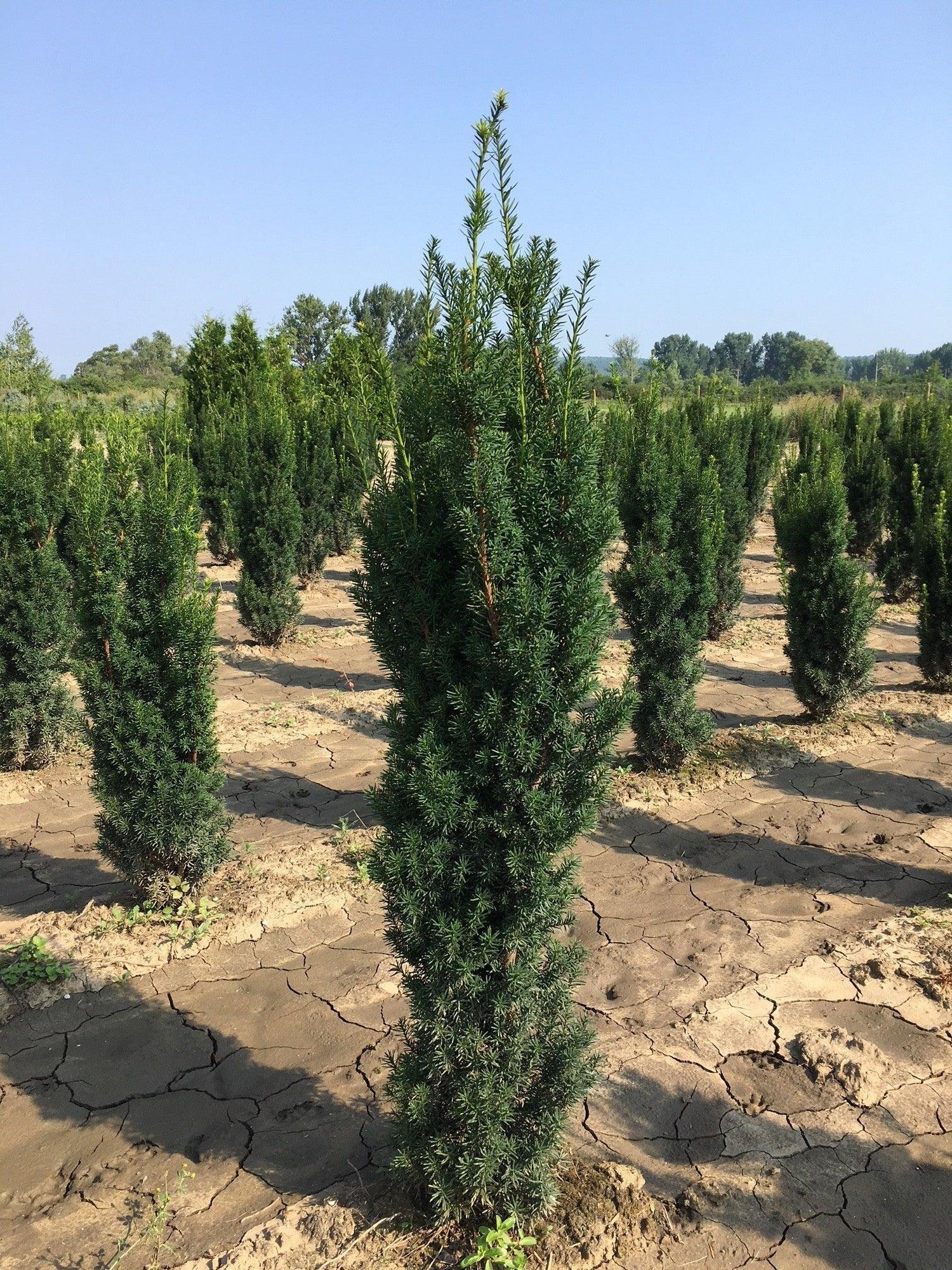Tisa columnara  "Hicksii" 1.50 - 1.70 m / Taxus x media "Hicksii" / gradina-noastra