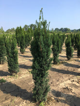 Tisa columnara  "Hicksii" 1.50 - 1.70 m / Taxus x media "Hicksii" / gradina-noastra