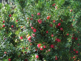 Tisa columnara  "Hicksii" 1.50 - 1.70 m / Taxus x media "Hicksii" / gradina-noastra