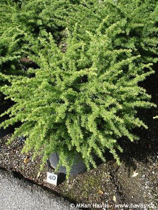 Cedru compact Atlantica 0.50 - 1.00 m / Cedrus atlantica "Compacta" / gradina-noastra