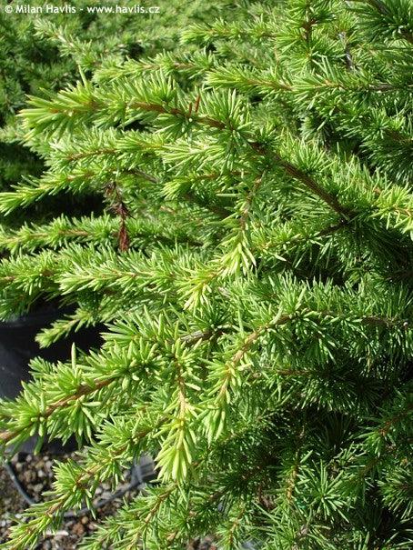Cedru compact Atlantica 0.50 - 1.00 m / Cedrus atlantica "Compacta" / gradina-noastra