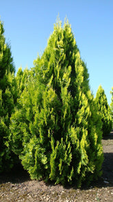 Tuia "Pyramidalis Aurea" 1.30 - 1.50 m /Thuja orientalis "Pyramidalis Aurea"/ gradina-noastra