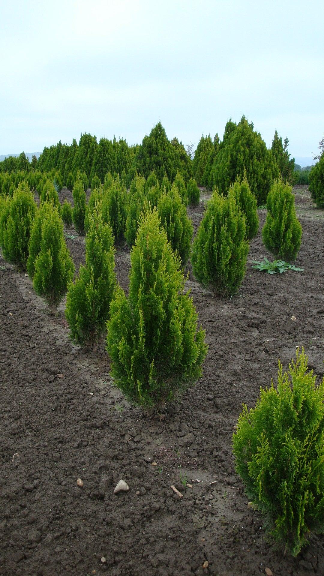 Tuia "Pyramidalis Aurea" 1.30 - 1.50 m /Thuja orientalis "Pyramidalis Aurea"/ gradina-noastra