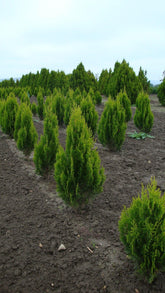 Tuia "Pyramidalis Aurea" 1.30 - 1.50 m /Thuja orientalis "Pyramidalis Aurea"/ gradina-noastra
