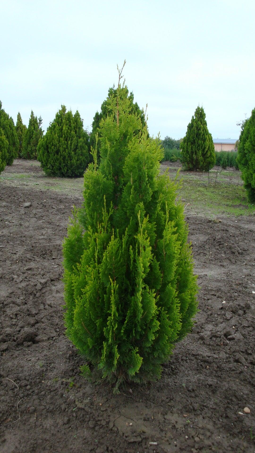Tuia "Pyramidalis Aurea" 1.30 - 1.50 m /Thuja orientalis "Pyramidalis Aurea"/ gradina-noastra