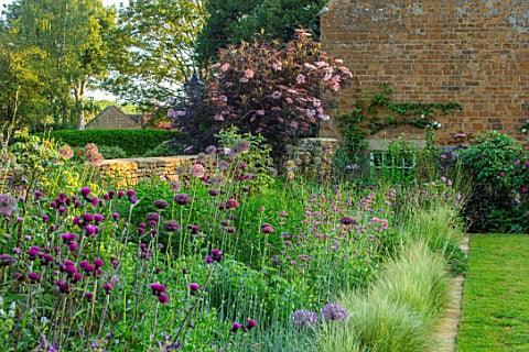 Cirsium rivulare "Trevor&