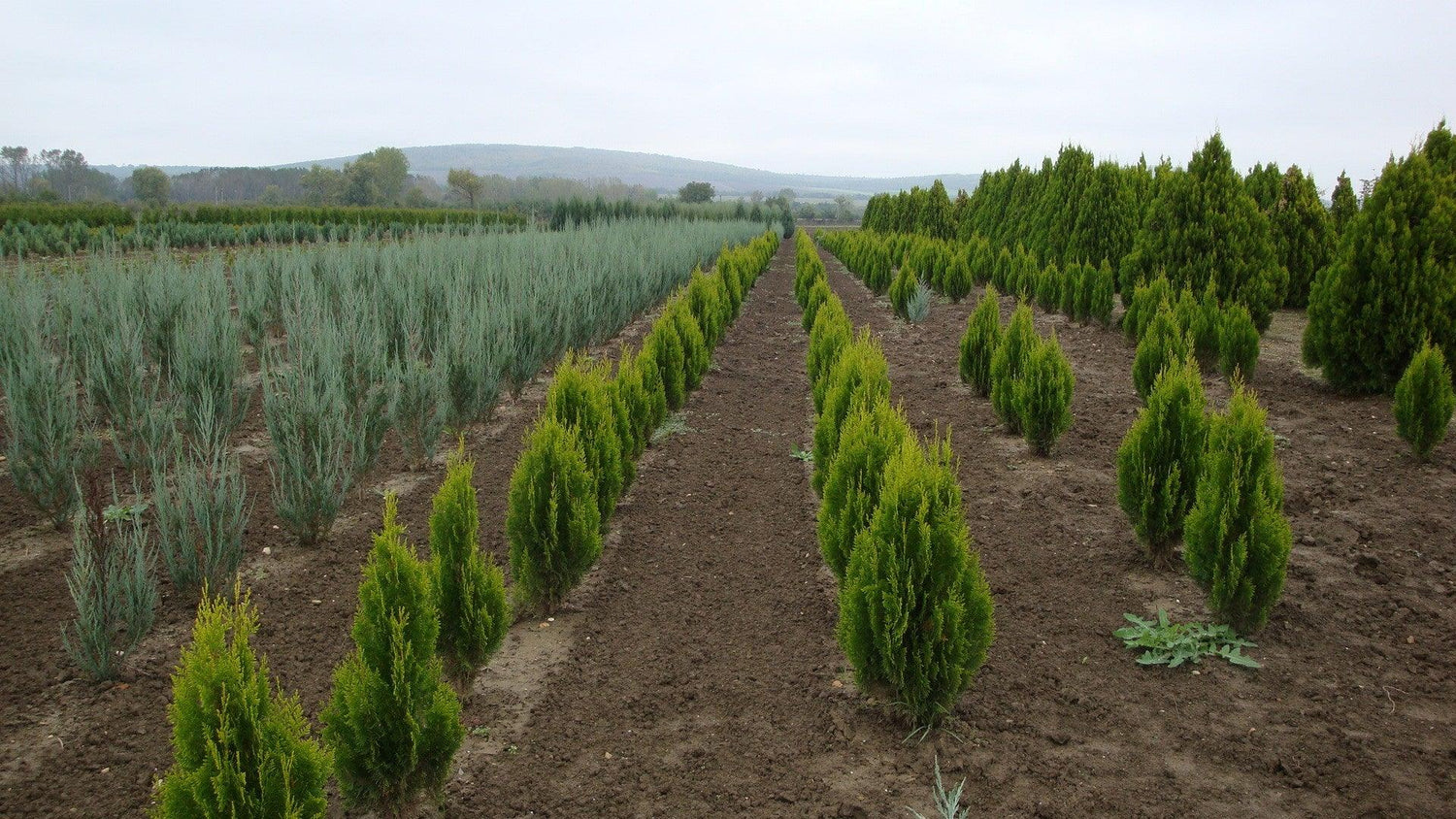 Tuia "Pyramidalis Aurea" 1.30 - 1.50 m /Thuja orientalis "Pyramidalis Aurea"/ gradina-noastra