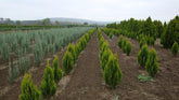 Tuia "Pyramidalis Aurea" 1.30 - 1.50 m /Thuja orientalis "Pyramidalis Aurea"/ gradina-noastra
