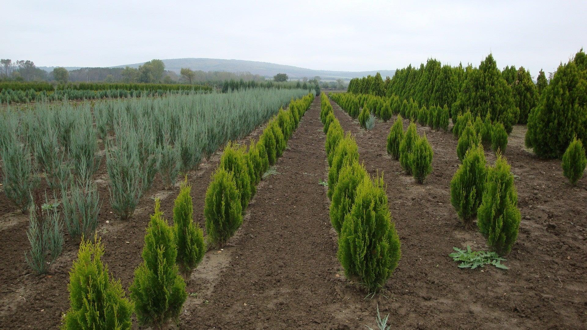 Tuia "Pyramidalis Aurea" 1.30 - 1.50 m /Thuja orientalis "Pyramidalis Aurea"/ gradina-noastra