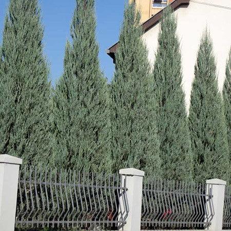 Ienupar de Virginia "Blue Arrow" 1.50 - 1.70 m / Juniperus virginiana "Blue Arrow" / gradina-noastra