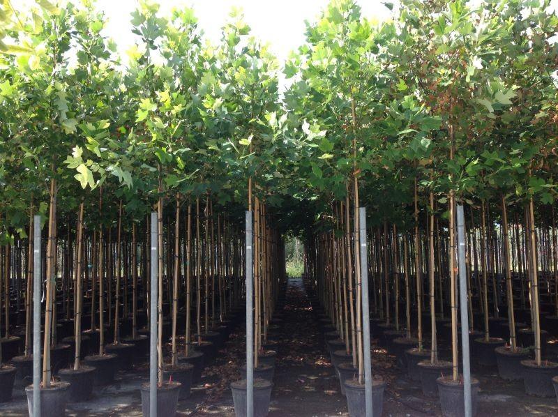 Arborele lalea 3.00 m - 4.00 m / Liriodendron tulipifera / gradina-noastra