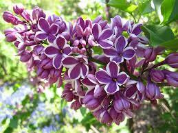 Liliac "Sensation" 1.20 - 1.50 m / Syringa vulgaris "Sensation" / gradina-noastra