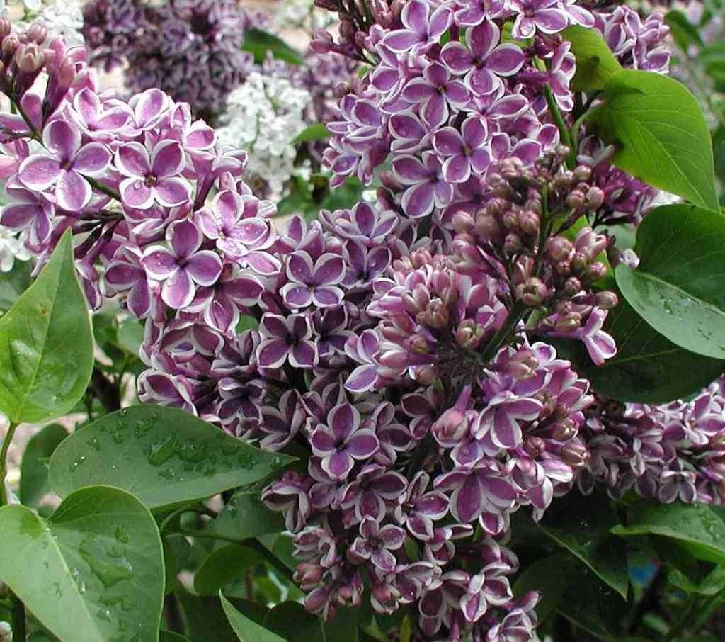 Liliac "Sensation" 1.20 - 1.50 m / Syringa vulgaris "Sensation" / gradina-noastra