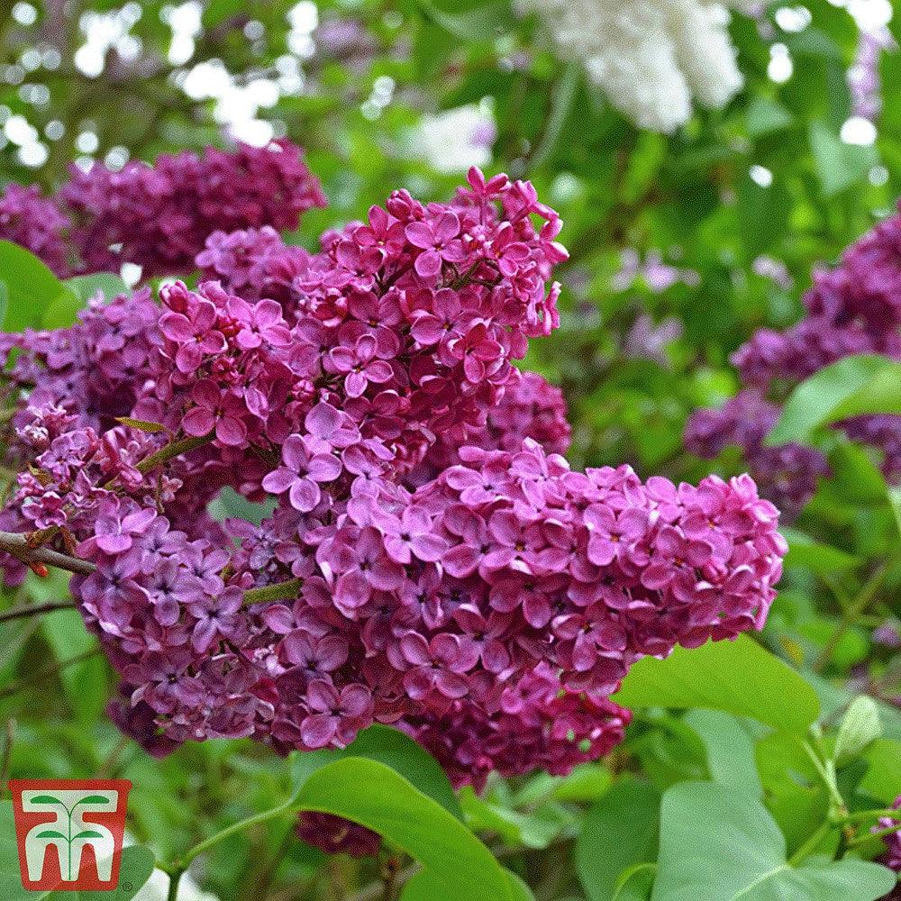 Liliac "Souvenir de Louis Spath" 1.20 - 1.50 m / Syringa vulgaris "Souvenir de Louis Spath" / gradina-noastra