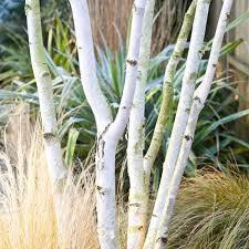 Mesteacan multitulpinal "Doorenbos" 3.00 - 3.50 m / Betula utilis "Doorenbos"/ gradina-noastra