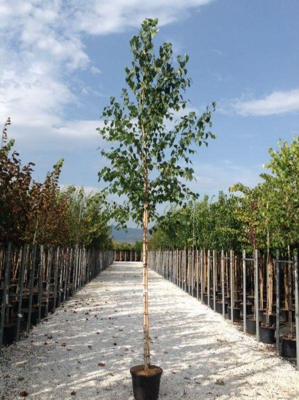 Mesteacan argintiu 3.00 - 4.00 m / Betula pendula / gradina-noastra