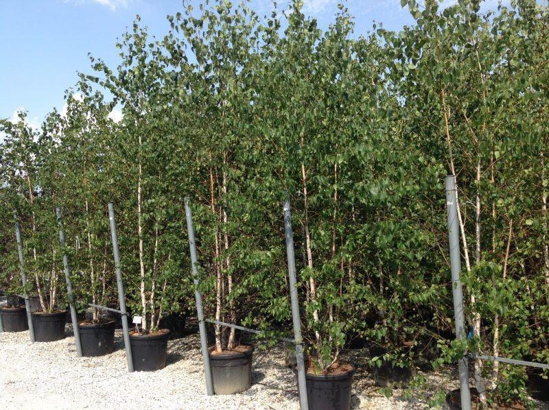 Mesteacan argintiu multitulpinal 2.50 - 3.50 m / Betula pendula / gradina-noastra