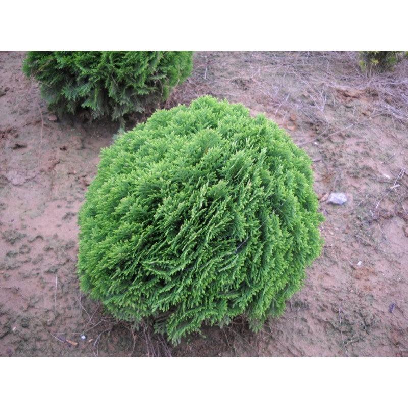 Tuia "Danica" 0.30 - 0.40 m / Thuja occidentalis "Danica" / gradina-noastra