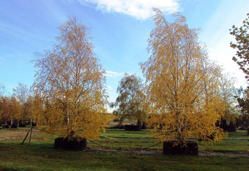 Mesteacan argintiu multitulpinal 2.50 - 3.50 m / Betula pendula / gradina-noastra