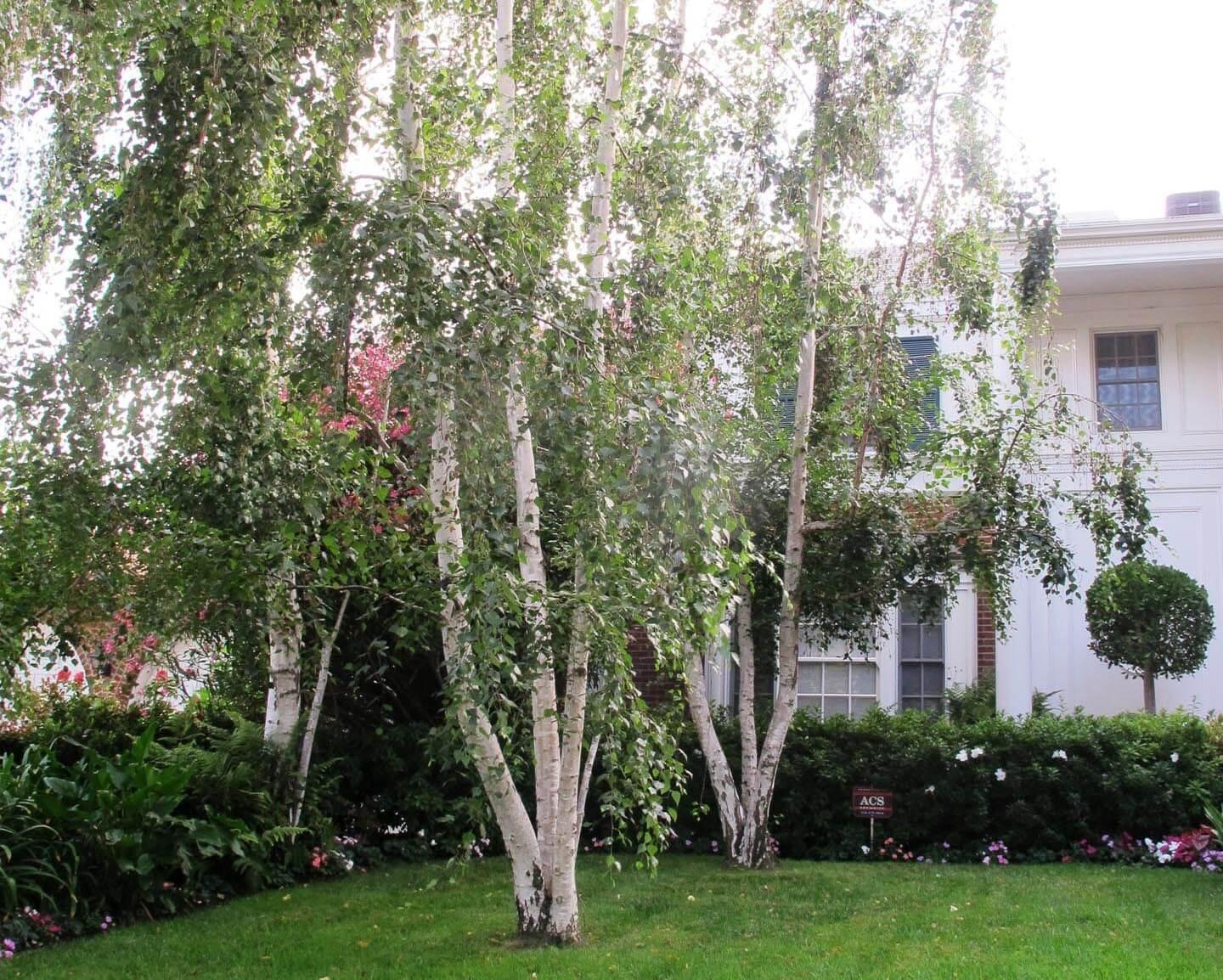 Mesteacan argintiu multitulpinal 2.50 - 3.50 m / Betula pendula / gradina-noastra