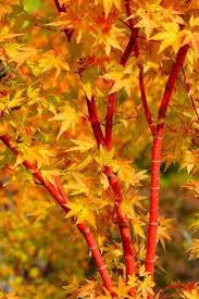 Artar japonez &