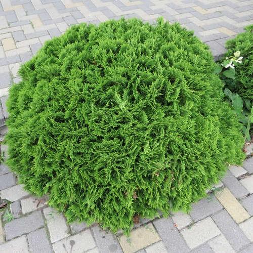Tuia "Danica" 0.30 - 0.40 m / Thuja occidentalis "Danica" / gradina-noastra