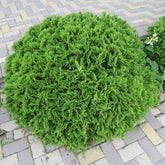 Tuia "Danica" 0.30 - 0.40 m / Thuja occidentalis "Danica" / gradina-noastra