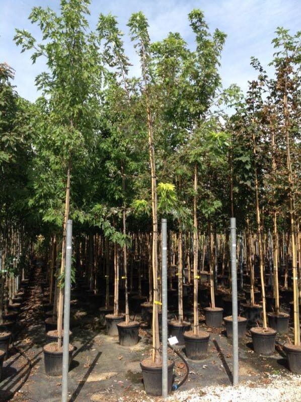 Paltin argintiu piramidal 4.00 - 4.50 m / Acer saccharinum "Pyramidale" / gradina-noastra