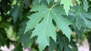Paltin argintiu piramidal 4.00 - 4.50 m / Acer saccharinum "Pyramidale" / gradina-noastra